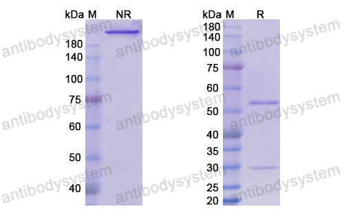 Research Grade Setrusumab