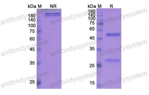 Research Grade Fezakinumab