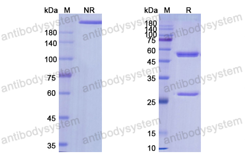 Research Grade Tamrintamab