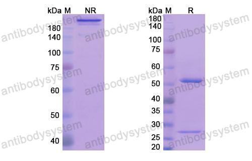 Research Grade Avizakimab