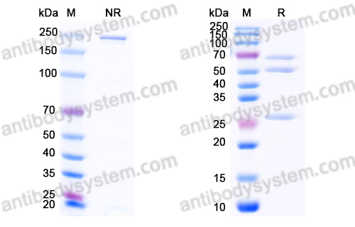 Research Grade Latikafusp