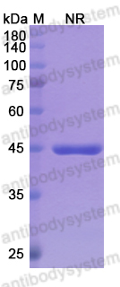 Research Grade Glenzocimab