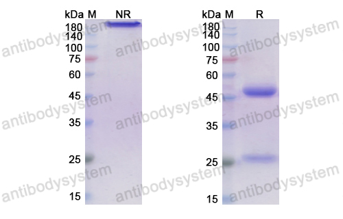 Research Grade Ontuxizumab