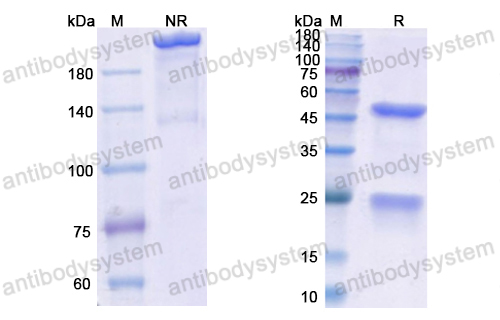 Research Grade Enavatuzumab