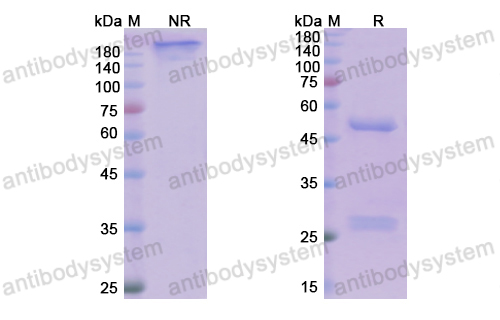 Research Grade Tildrakizumab