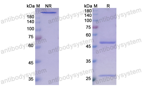 Research Grade Guselkumab