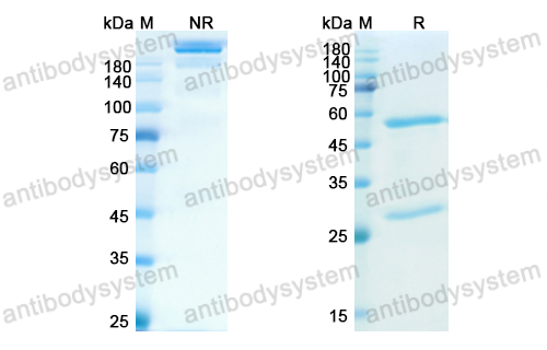 Research Grade Brazikumab