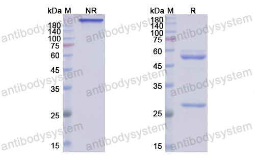 Research Grade Mirikizumab