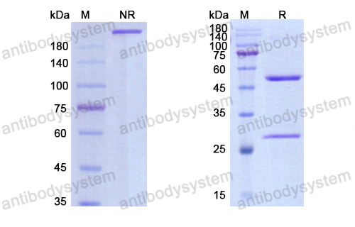 Research Grade Nadunolimab