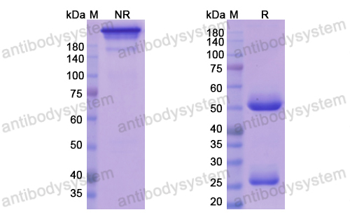 Research Grade Azintuxizumab