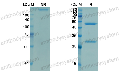 Research Grade Demcizumab