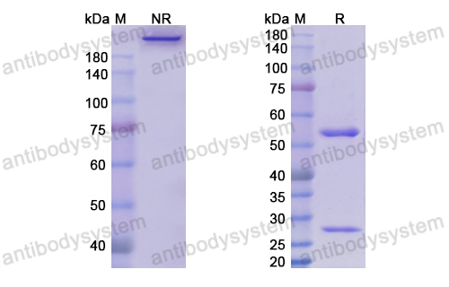 Research Grade Enoticumab