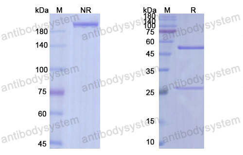 Research Grade Navicixizumab