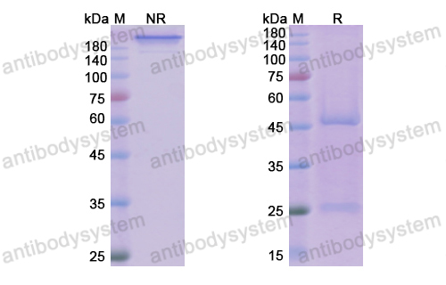 Research Grade Dilpacimab