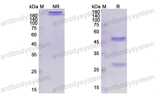 Research Grade Atezolizumab