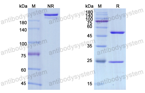 Research Grade Avelumab