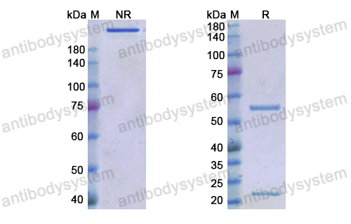 Research Grade Cosibelimab