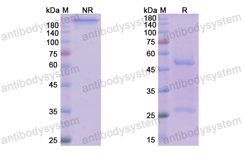 Research Grade Manelimab