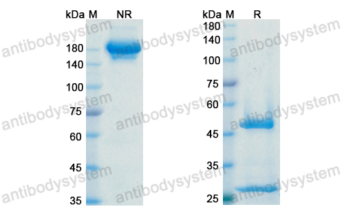 Research Grade Adebrelimab