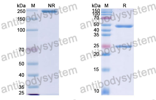 Research Grade Bintrafusp Alfa