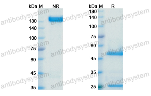 Research Grade Anti-Human CD274/PD-L1/B7-H1 Antibody (BMS-936559/MDX-1105)