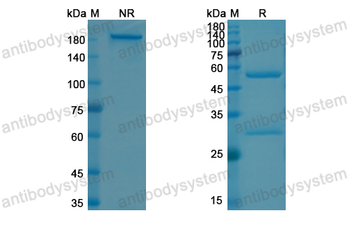 Research Grade Garivulimab