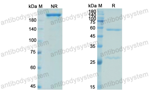 Research Grade Sudubrilimab