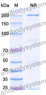 Research Grade Reozalimab