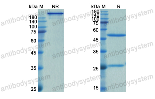 Research Grade Spesolimab