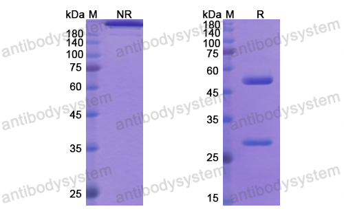 Research Grade Imsidolimab