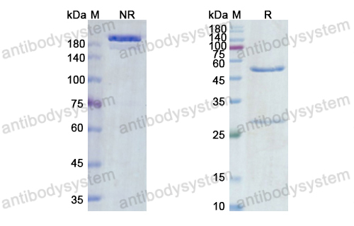 Research Grade Vandortuzumab