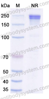 Research Grade Xaluritamig