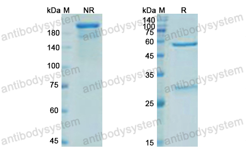 Research Grade Parsatuzumab