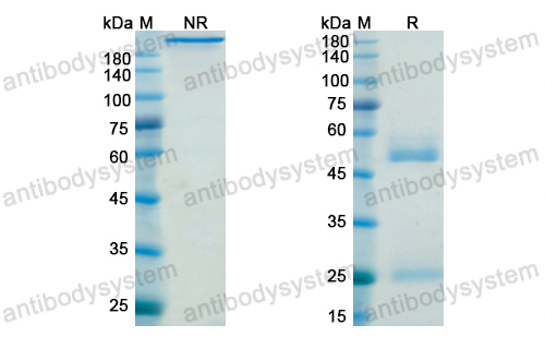 Research Grade Belimumab