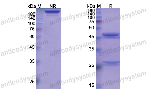 Research Grade Tabalumab