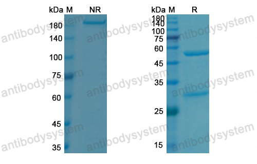 Research Grade Evinacumab