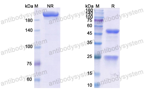 Research Grade Vopratelimab