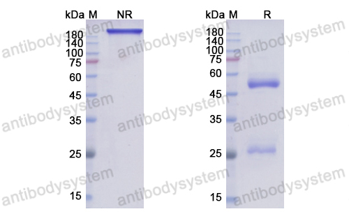 Research Grade Alomfilimab