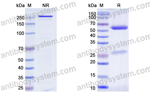 Research Grade Izuralimab