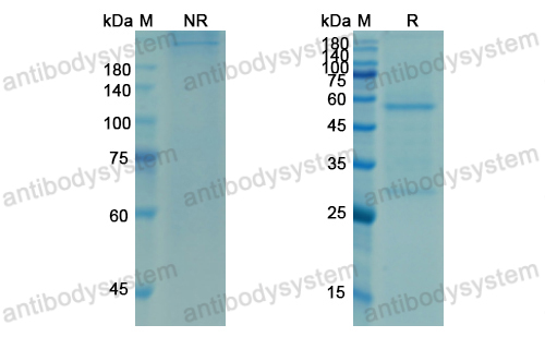 Research Grade Omalizumab