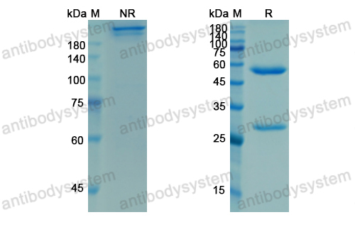 Research Grade Ligelizumab