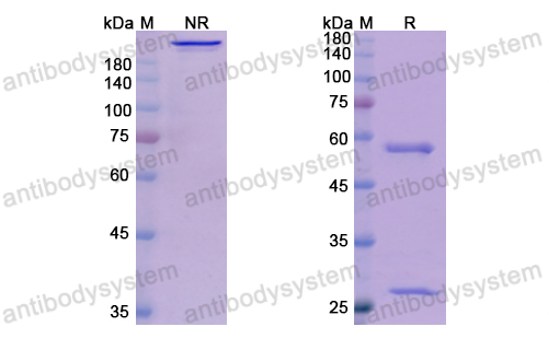 Research Grade Talizumab