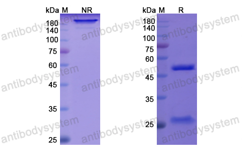 Research Grade Quilizumab