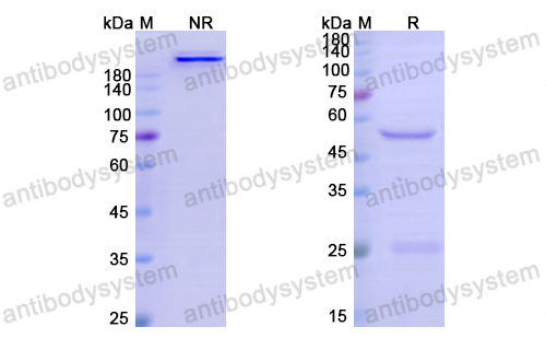 Research Grade Cevostamab