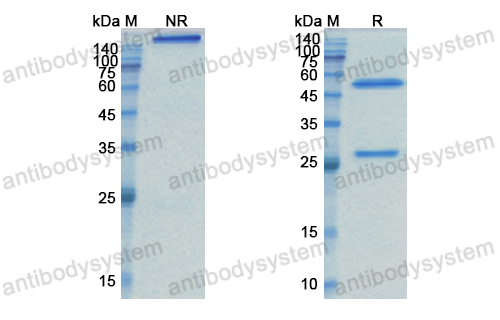 Research Grade Tabituximab