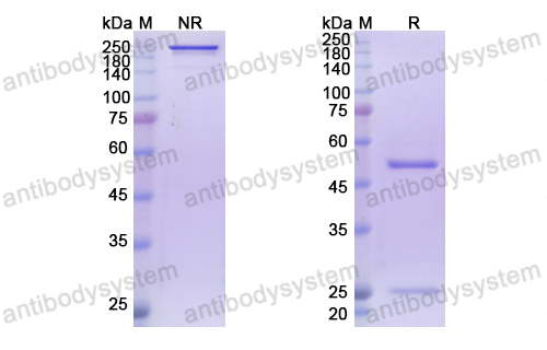 Research Grade Rovalpituzumab