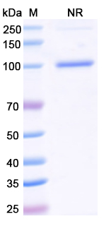 Research Grade Tarlatamab