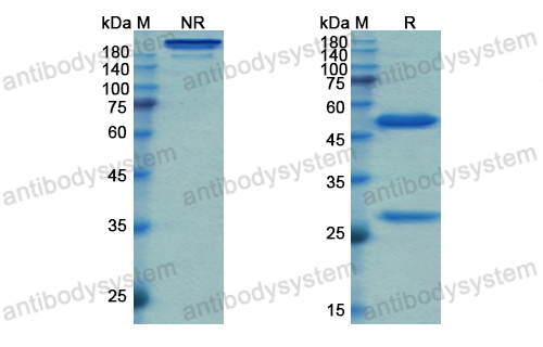 Research Grade Simtuzumab