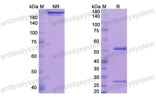 Research Grade Ozanezumab