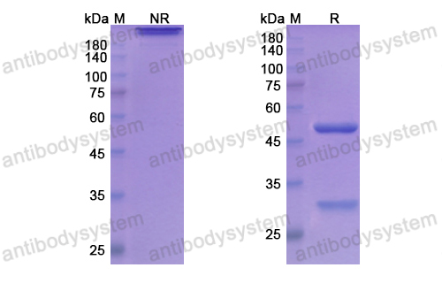 Research Grade Atinumab